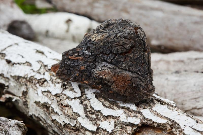 Natürlicher Chaga-Pilz